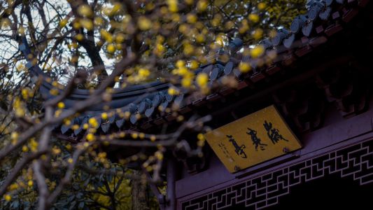 特写,历史古迹,城镇,建筑,仰拍,植物,树木,天空