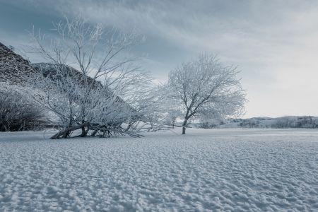 自然风光,雪,树木