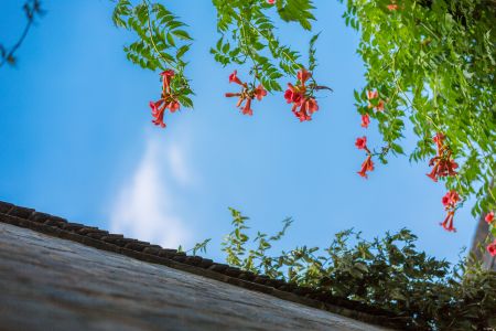 自然风光,天空,仰拍,植物,屋檐墙壁,白云,花