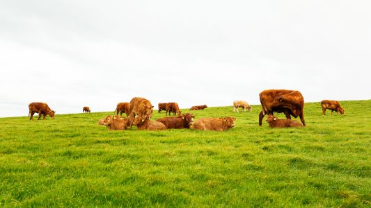 草原,动物,生物,牛