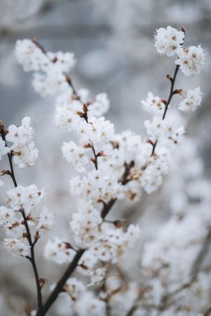 特写,植物,花,生物,寒梅,自然风光