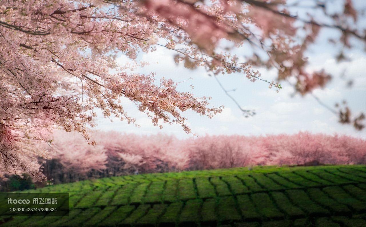 樱花树,自然风光,花