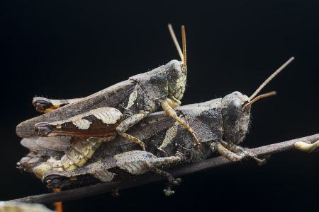 昆虫,节肢动物,动物,生物,特写,微距,昆虫类