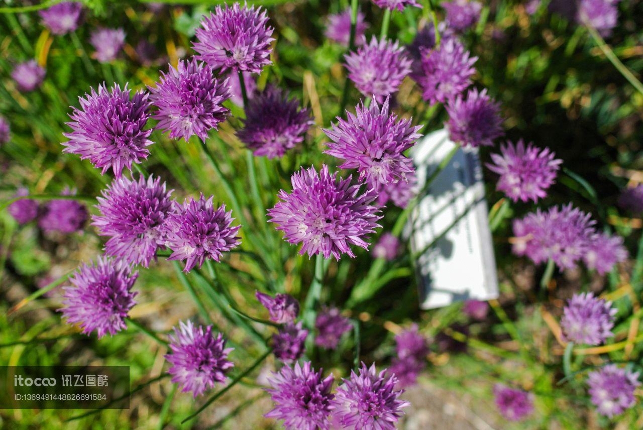 自然风光,花,青草