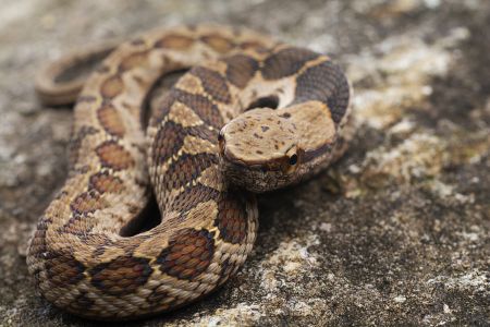 生物,昆虫,蛇,特写,动物,自然,环境,户外,田园风光