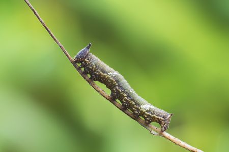 昆虫,幼虫,毛毛虫,动物,生物,特写,昆虫类