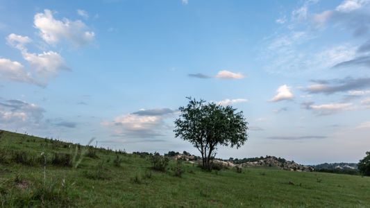 全景,天空,自然风光,树木,植物,白云,草原,树
