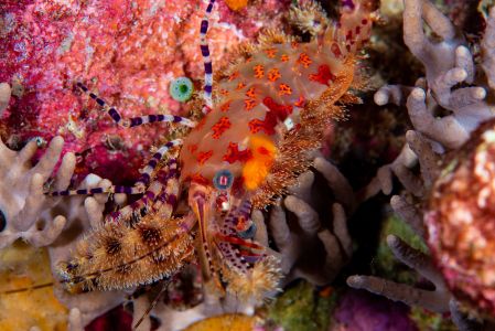 生物,动物,翠条珊瑚虾,甲壳动物,海洋,特写