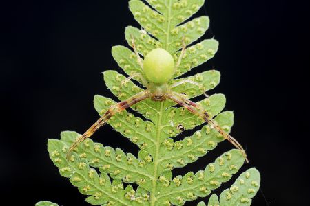 特写,黑色背景,生物,动物,昆虫,植物,树叶