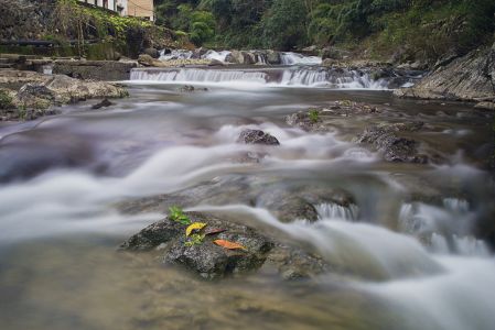 特写,瀑布,江河,生物,植物,树叶,岩石,树木
