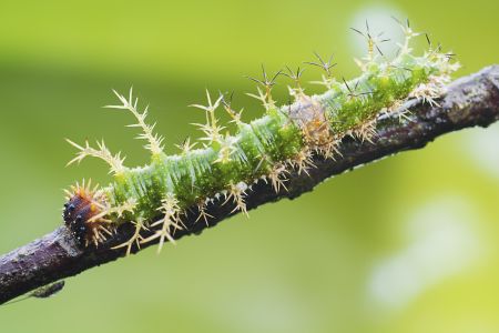生物,昆虫,毛虫,动物,树叶,户外,环境,自然,幼虫,植物,田园风光,青草