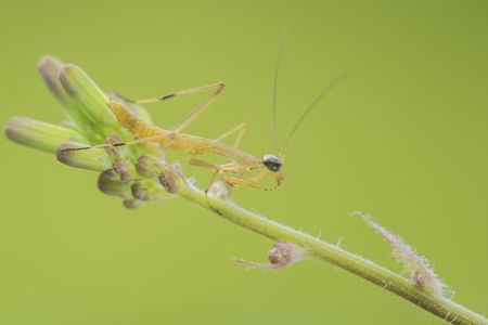 昆虫,螳螂,节肢动物,动物,生物,特写