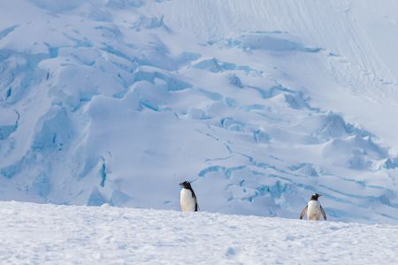 企鹅,自然风光,两极,动物,哺乳动物,南极