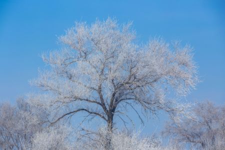冰雪,植物,树,自然风光,雪,冬天,树挂