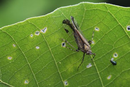 节肢动物,昆虫类,虫子,动物,生物,昆虫,特写