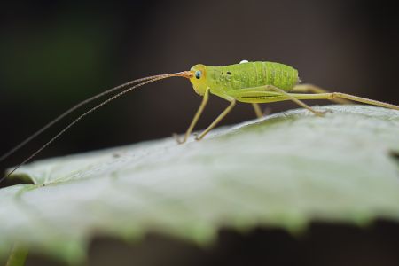 昆虫,节肢动物,虫子,昆虫类,动物,生物,特写