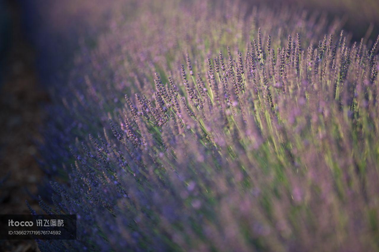 成片种植,薰衣草,紫色