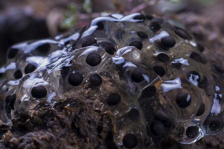 特写,虫卵,生物,动物