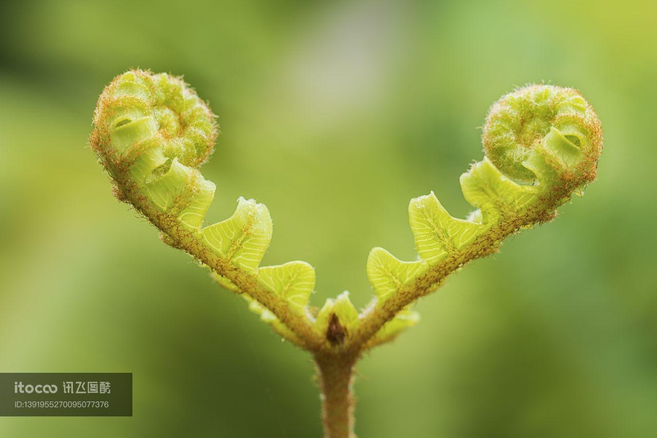 特写,生物,植物