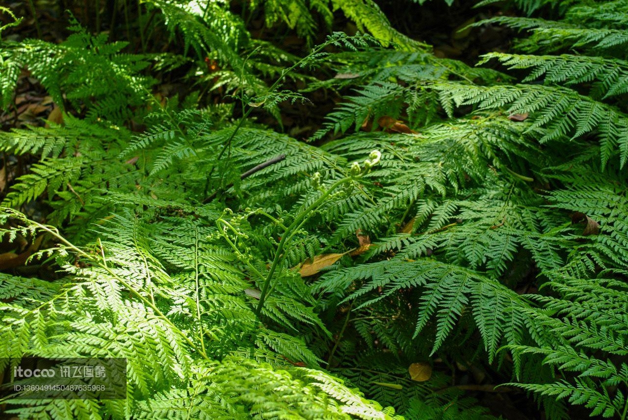 生物,植物,树叶