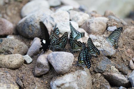 昆虫,节肢动物,昆虫类,特写,微距,动物,生物