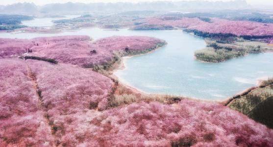 植物,航拍,花,自然风光,全景,湖泊,江河
