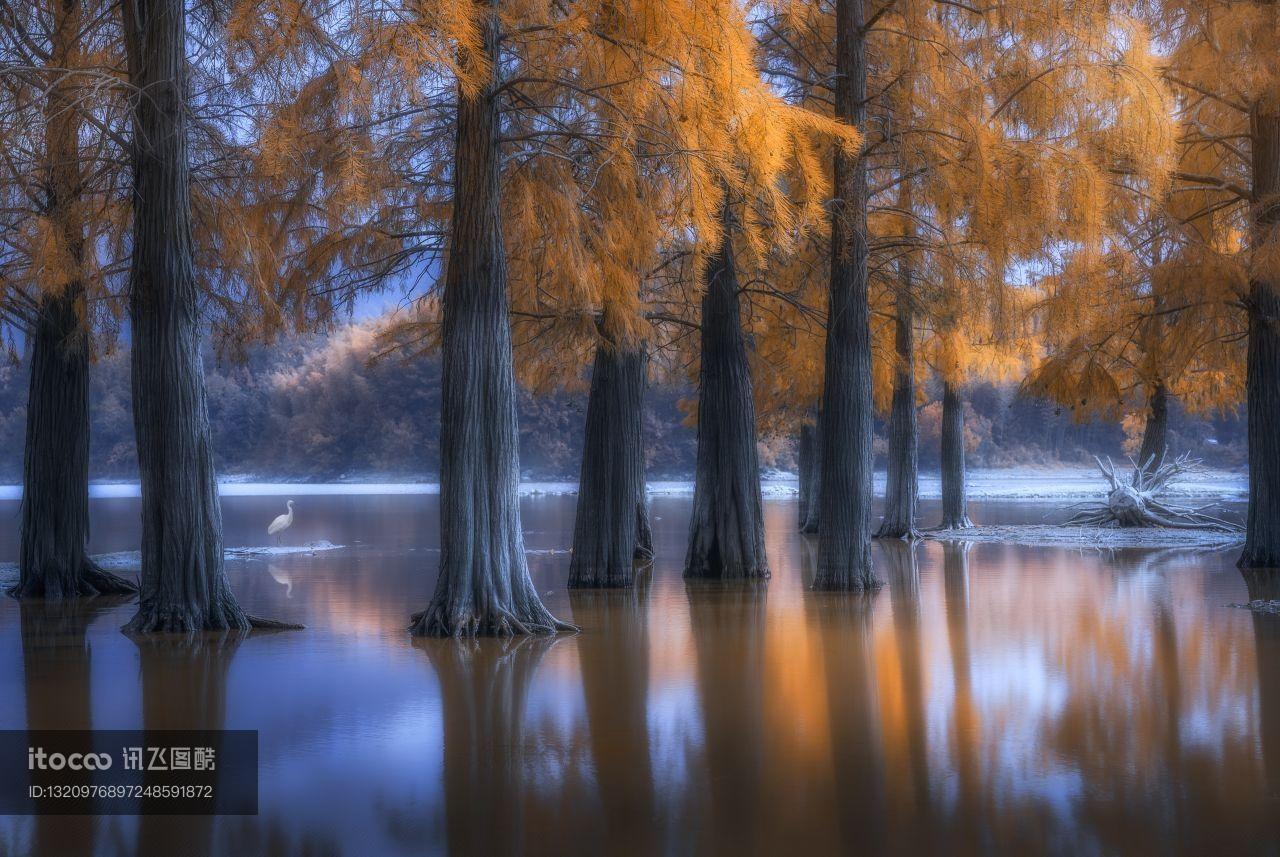 树叶,安徽,湖泊