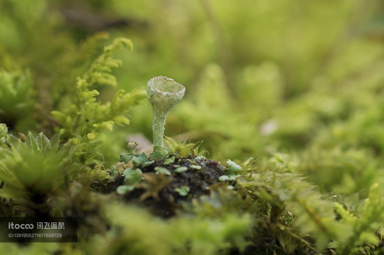 植物,嫩芽,生物