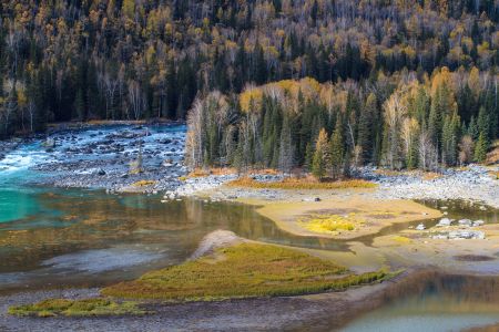山川,植物,高原,自然风光,森林,树叶,树木,中国,新疆