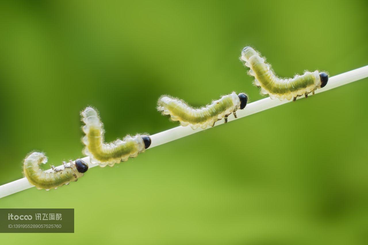 昆虫,节肢动物,虫子