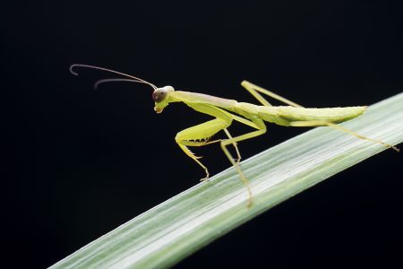 昆虫,生物,毛虫,节肢动物,昆虫类,动物,特写,微距