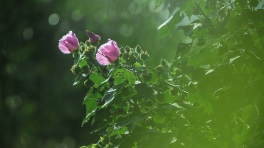 木芙蓉,植物,花,树叶,生物,特写