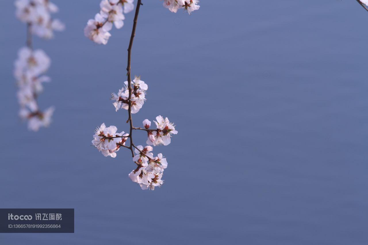 植物,中国,颐和园