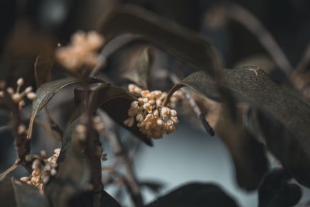 生物,特写,树叶,花,苏州,植物,中国