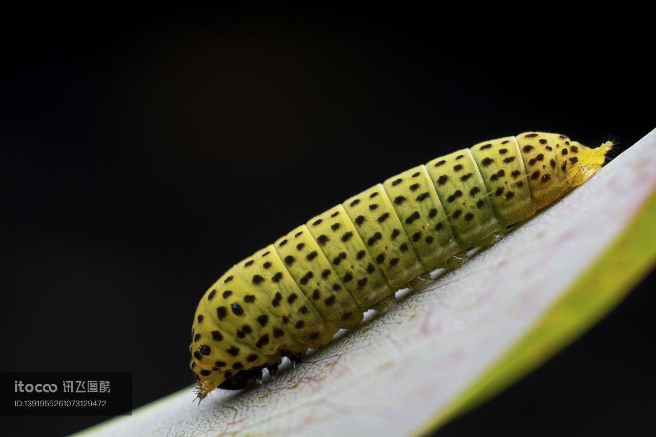 昆虫,虫子,软体类