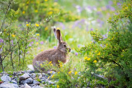 兔,生物,哺乳动物,青草,灰兔,自然风光,特写,花,岩石,植物