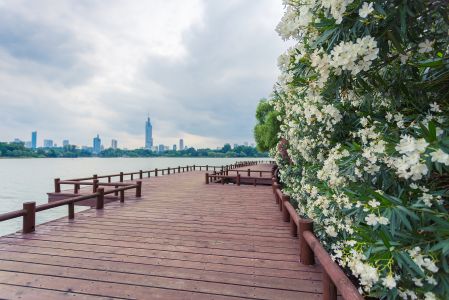 城镇,建筑,天空,都市,桥,植物,江河,白云,花,藤类