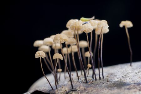 蘑菇（块菌）,蘑菇,植物,生物,真菌,特写