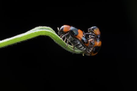 生物,昆虫,树叶,户外,自然,特写,动物,植物,青草,田园风光,环境