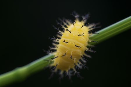 昆虫,虫子,软体类,动物,生物,特写,毛毛虫