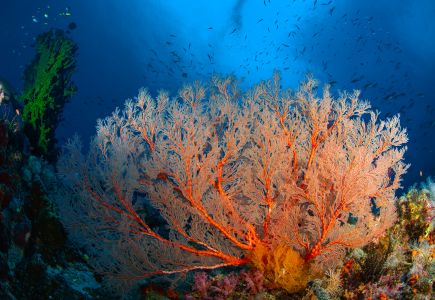 柳珊瑚 ,自然风光,生物,海洋,特写,鱼类,动物,海扇,植物