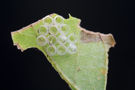 特写,虫卵,生物,动物,昆虫,植物,树叶
