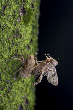 特写,生物,动物,昆虫,植物,地衣