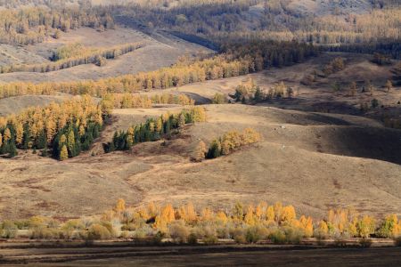 山川,植物,高原,自然风光,森林,树叶,树木,中国,新疆