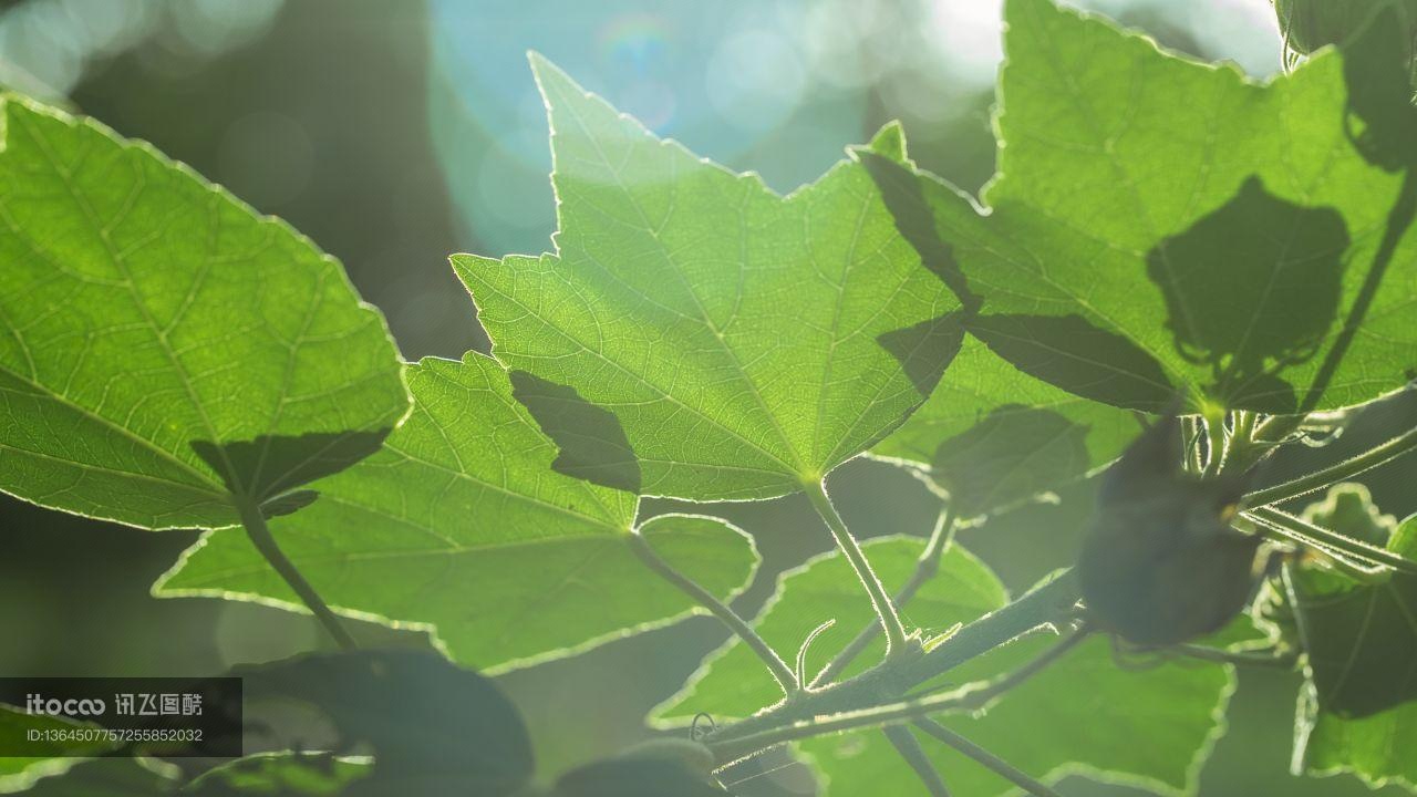 植物,树叶,叶子