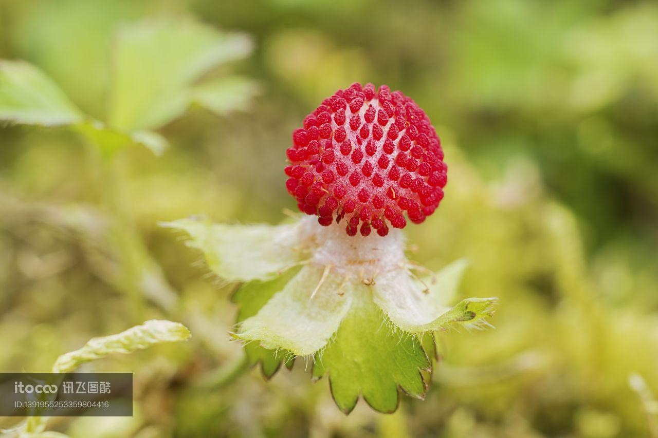 植物,野草莓,蛇莓