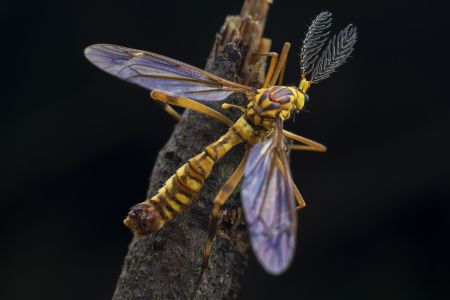 特写,黑色背景,生物,昆虫,动物,植物,树枝
