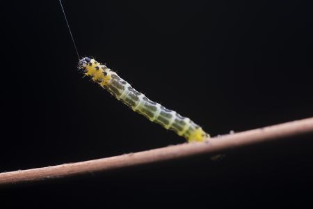 生物,昆虫,特写,自然,户外,毛虫,动物,树木,环境,田园风光,植物