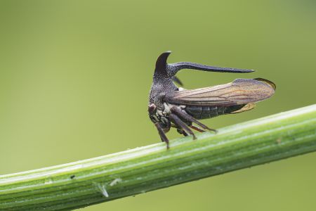 昆虫,节肢动物,虫子,昆虫类,动物,生物,特写