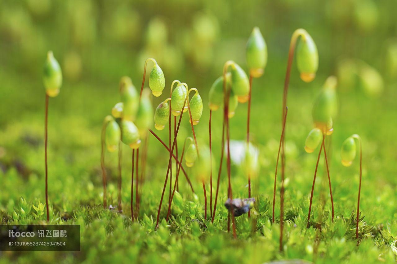 生物,葫芦藓,特写